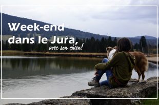 Jura chien