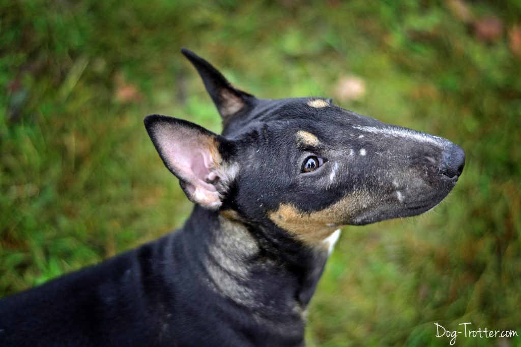 mini bull terrier