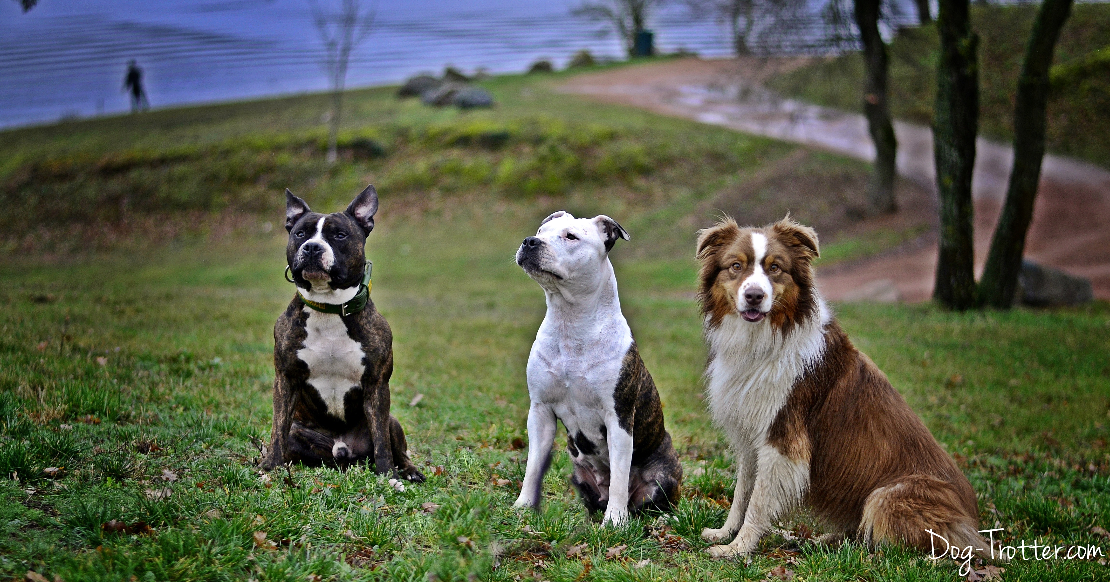 chien catégoriser voyage à l'étranger