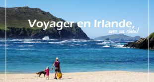 iralande Voyage chien