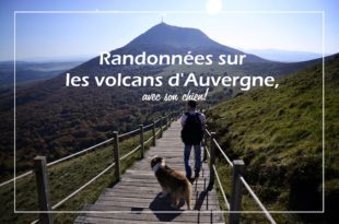 l'auvergne avec chien