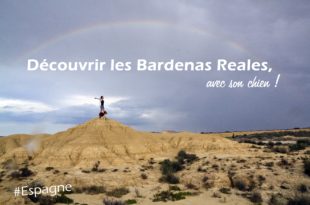 chien Bardenas reales