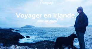 voyage chien irlande