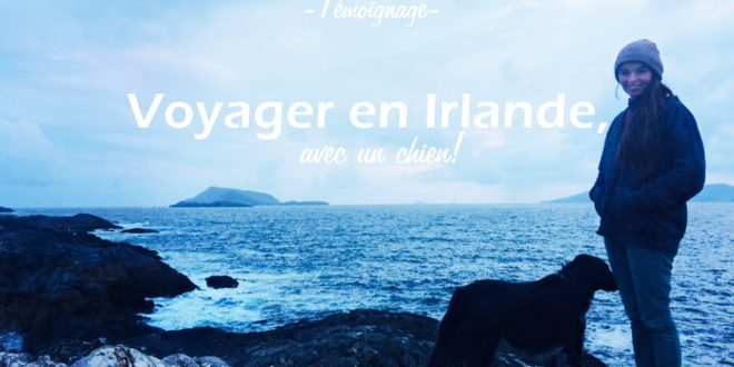 voyage chien irlande