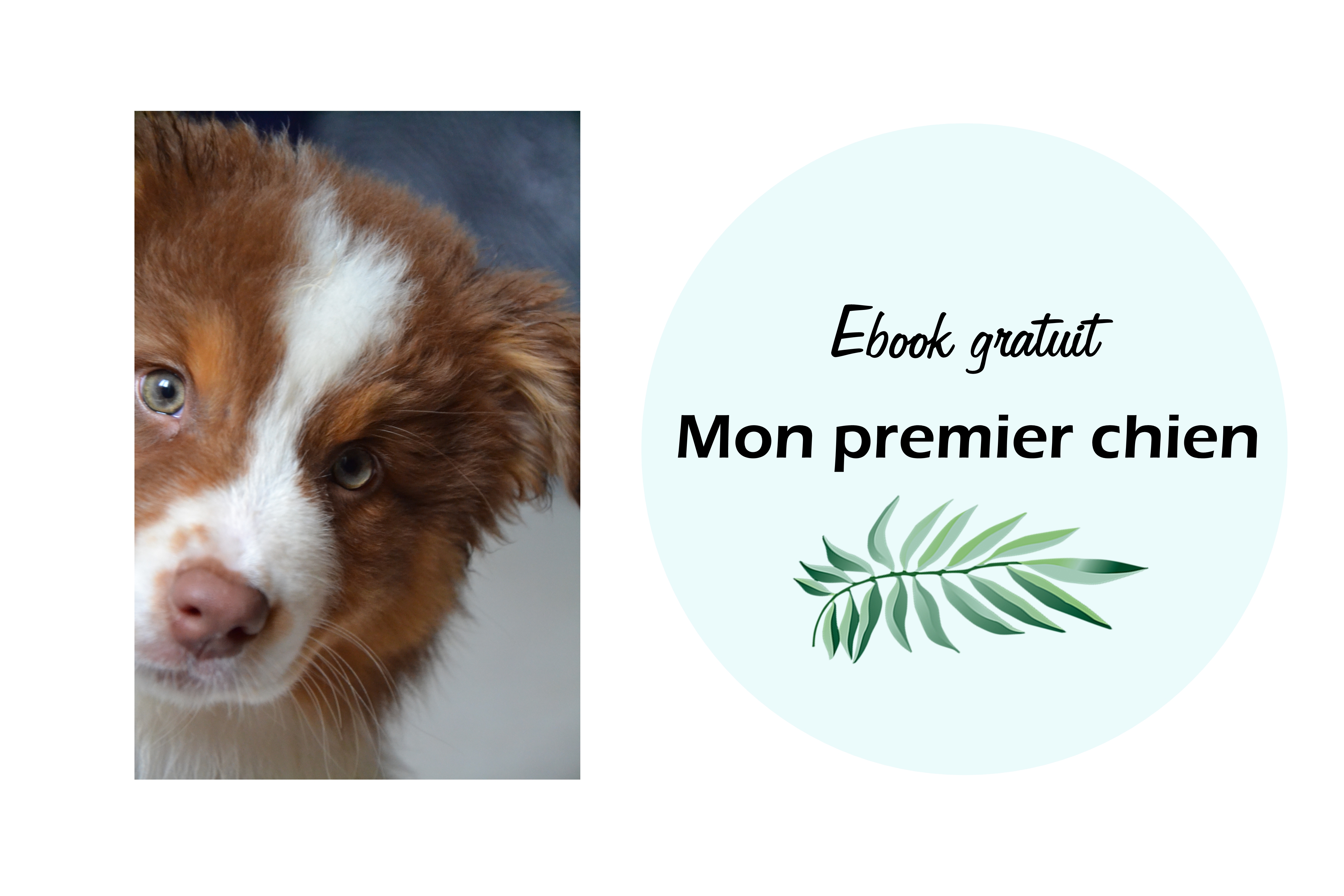 mon_premier_chien